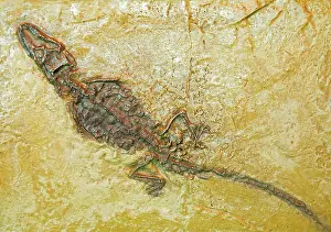 Mississippiensis: Alligator Fossil
