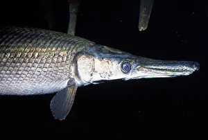 Spatula: Alligator Gar