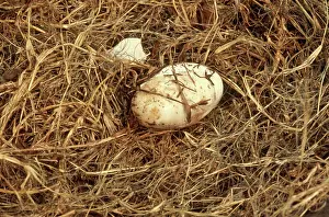 Gator: Alligator Hatching Sequence, 1 of 3