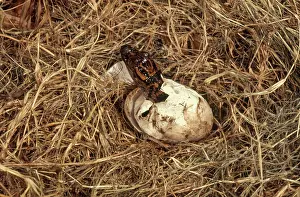 Gator: Alligator Hatching Sequence, 2 of 3