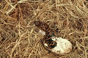 Gator: Alligator Hatching Sequence, 3 of 3