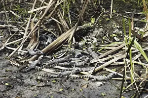 Gator: Alligator Hatchlings