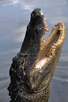 Crocodilian: Alligator Head
