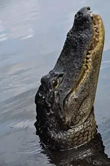 Crocodilian: Alligator Head