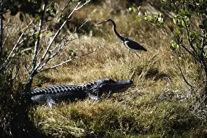 Ding: Alligator and Heron