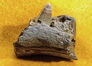 Mississippiensis: Alligator Jaw Fragment and Tooth Fossil