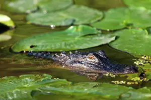 Alligators: Alligator at Lake Maurepas