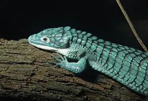 Abronia: Alligator Lizard