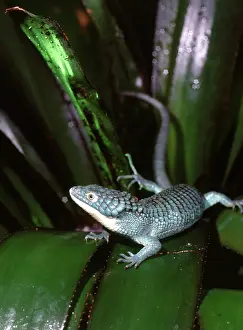 Abronia: Alligator Lizard