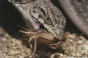 Gerrhonotus: Alligator Lizard Eating Cricket