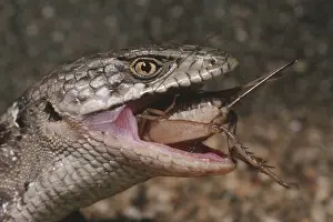 Gerrhonotus: Alligator Lizard Eating Cricket