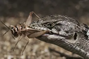Gerrhonotus: Alligator Lizard Eating Cricket