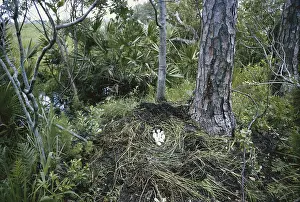 Gator: Alligator Nest