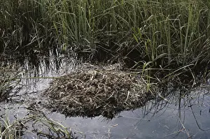 Gator: Alligator Nest