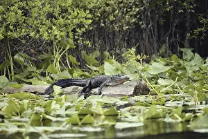 Sunning: Alligator in Okefenokee