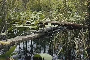 Sunning: Alligator in Okefenokee