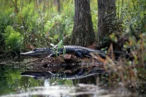 Alligators: Alligator in Okefenokee Swamp
