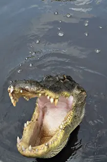 Crocodilian: Alligator Open Mouth