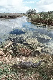 Alligators: Alligator - by riverbank