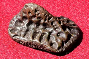 Mississippiensis: Alligator Scute Fossil