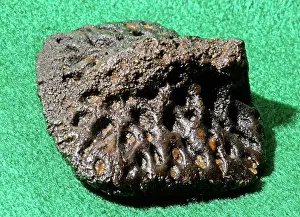 Mississippiensis: Alligator Scute Fossil