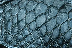 Gator: Alligator Skin