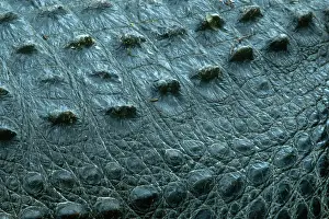 Gator: Alligator Skin