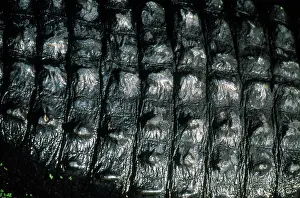 Gator: Alligator Skin