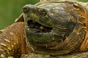 Macroclemys: Alligator Snapping Turtle