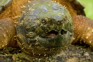 Macroclemys: Alligator Snapping Turtle