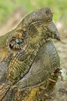 Macroclemys: Alligator Snapping Turtle