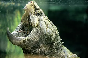 Macroclemys: Alligator Snapping Turtle