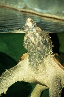 Alligator Snapping Turtle