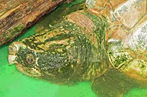 Snapper: Alligator Snapping Turtle