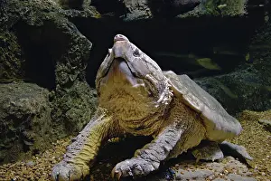Macroclemys: Alligator Snapping Turtle