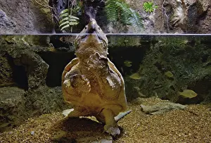 Macroclemys: Alligator Snapping Turtle