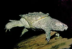 Macroclemys: Alligator Snapping Turtle