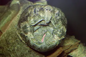 Bait: Alligator Snapping Turtle