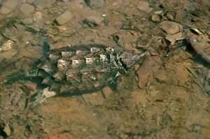 Macroclemys: Alligator Snapping Turtle