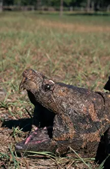Bait: Alligator Snapping Turtle