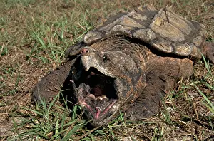 Bait: Alligator Snapping Turtle