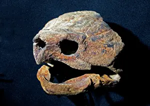 Macroclemys: Alligator Snapping Turtle