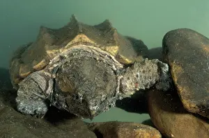 Snapper: Alligator Snapping Turtle
