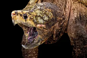 Macroclemys: alligator snapping turtle (Macrochelys temminckii)