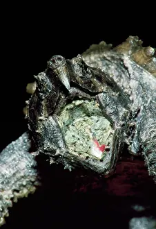 Temminckii: Alligator Snapping Turtle - with mouth open showing lure