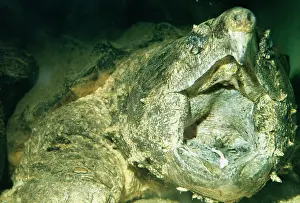 Mouths: Alligator Snapping Turtle - Showing lure formed by tongue