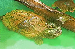 Snapper: Alligator Snapping Turtle with Young