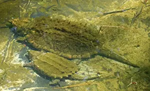Snapper: Alligator Snapping Turtle with young