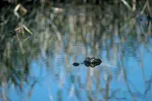Alligators: Alligator in South Carolina