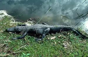 Aligator: Alligator sunning itself